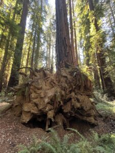 Hendy Woods