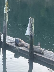 seals at noyu harbor