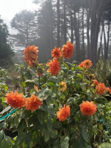 mendocino coast botanical gardens